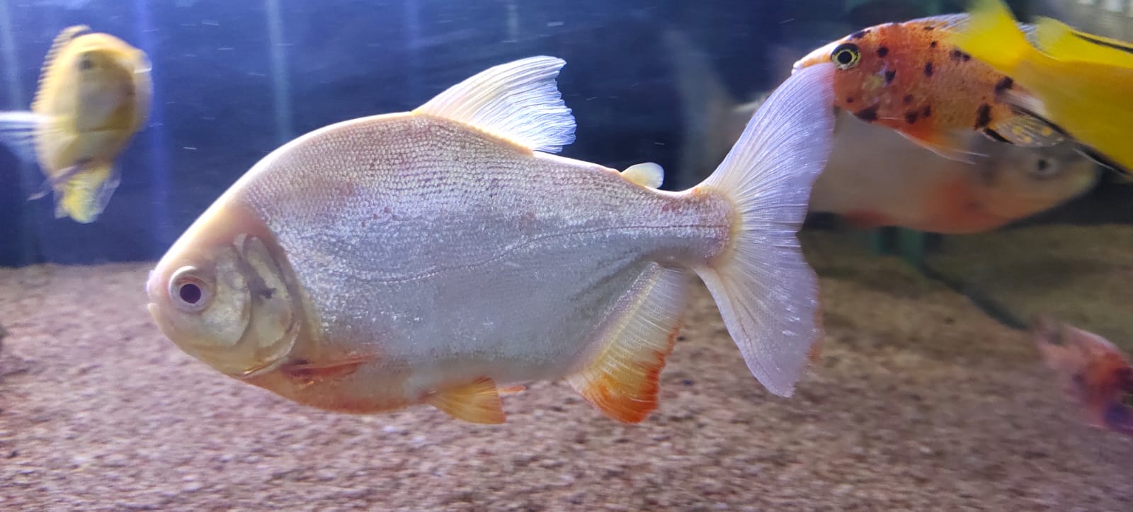 Albino Pacu