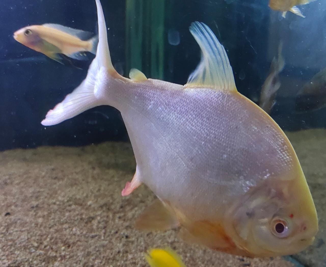 Albino Pacu