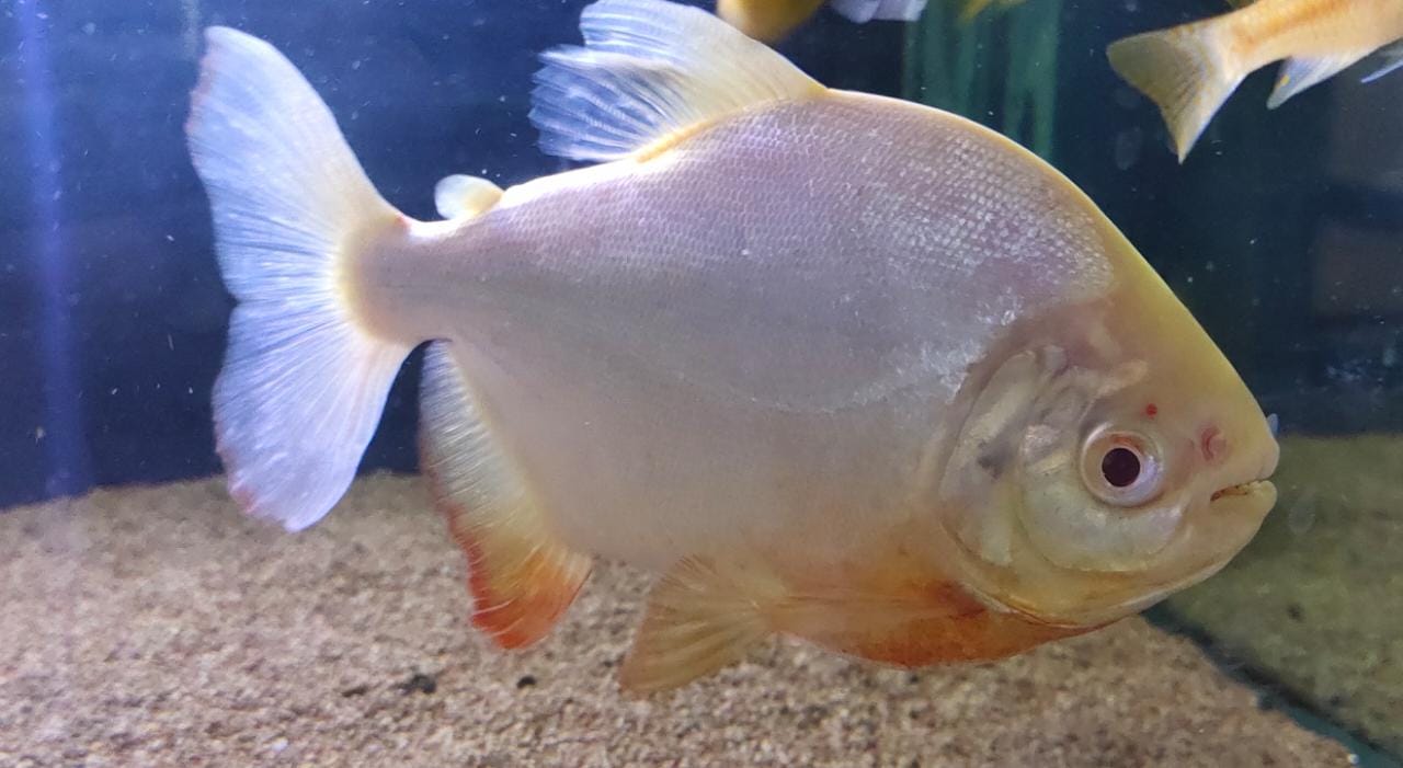 Albino Pacu