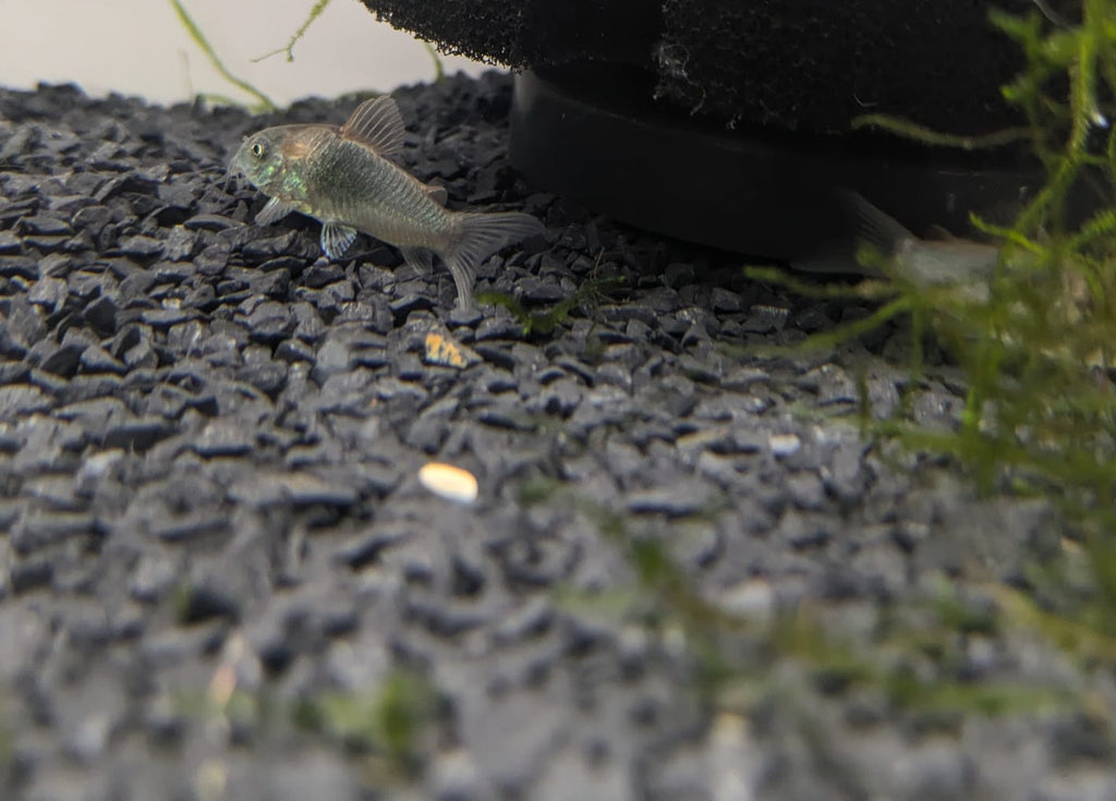 Orange cory