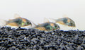 Orange cory