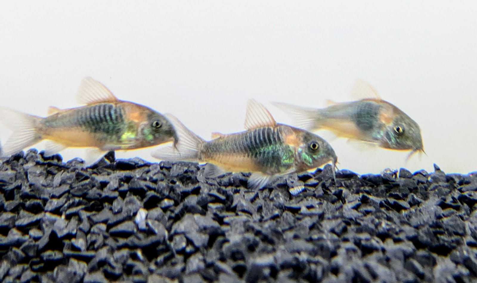 Orange cory