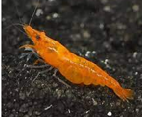 Orange pumpkin shrimps
