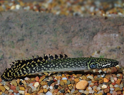 Ornate Bichir