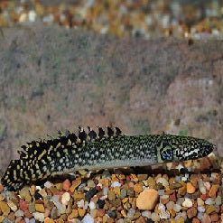 Ornate Bichir_main pic