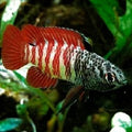 Black tiger Badis