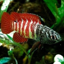 Black tiger Badis
