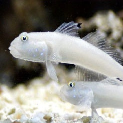 white sleeper