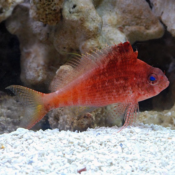 red hawk fish