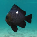 3_spot_damsel