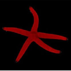 redfinger