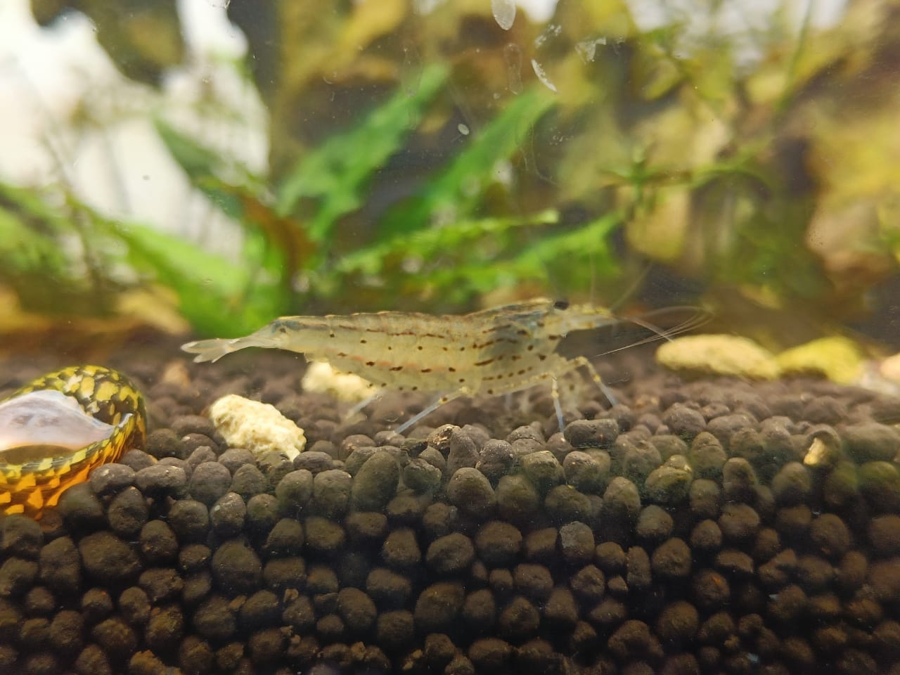 Amano shrimp