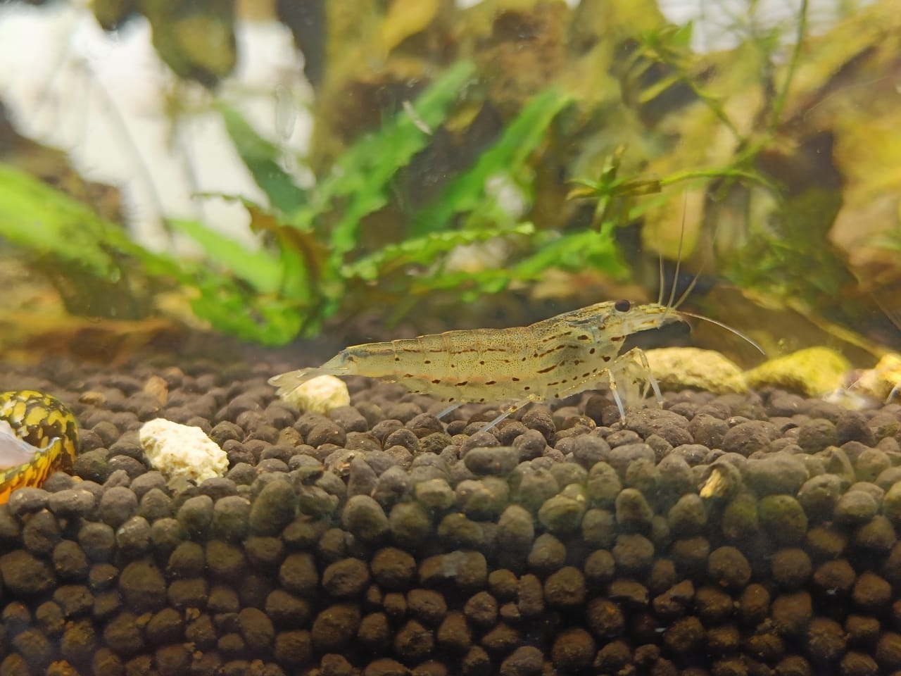 Amano shrimp