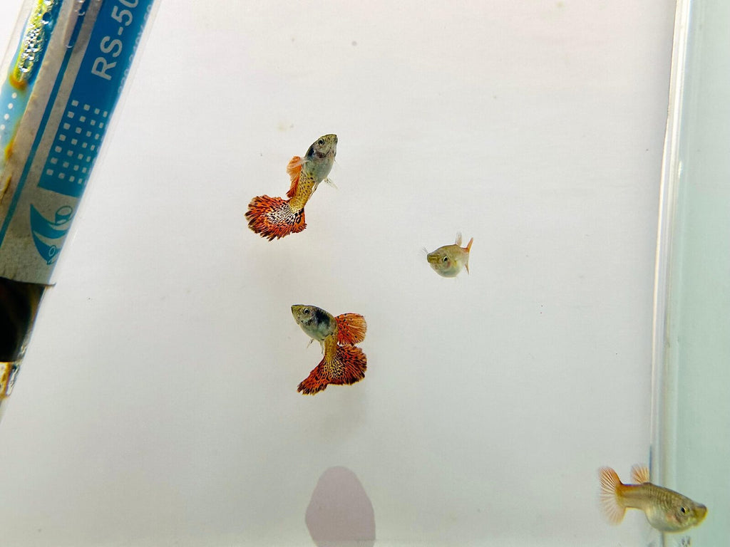 Metal Red Rose Guppy