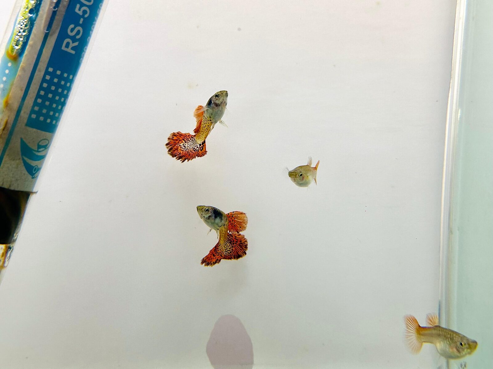 Metal Red Rose Guppy
