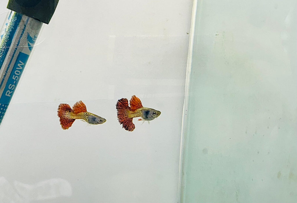 Metal Red Rose Guppy