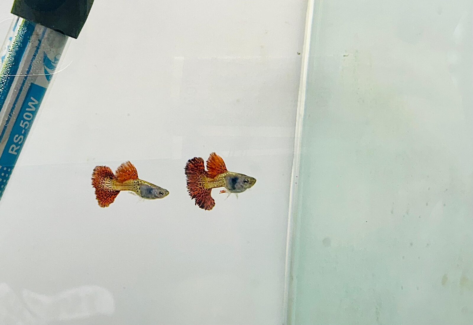 Metal Red Rose Guppy