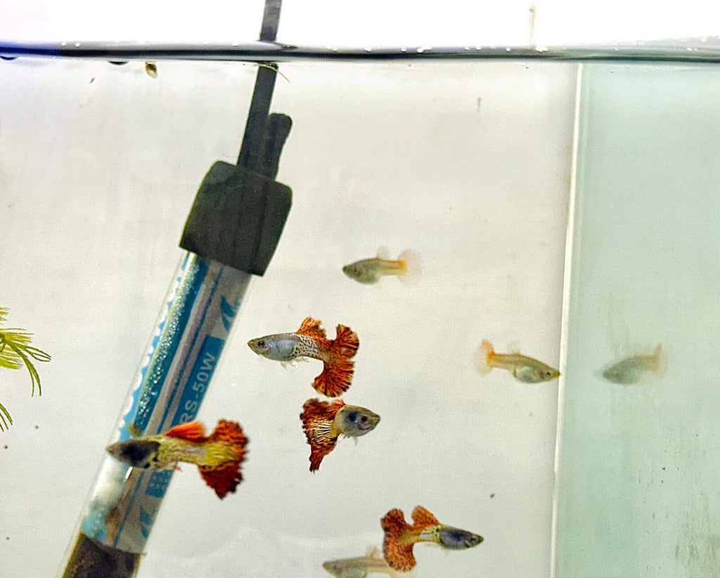 Metal Red Rose Guppy