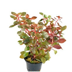 Ludwigia repens ‘Super Red_main