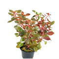 Ludwigia repens ‘Super Red_main