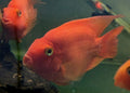 Red parrot (1)