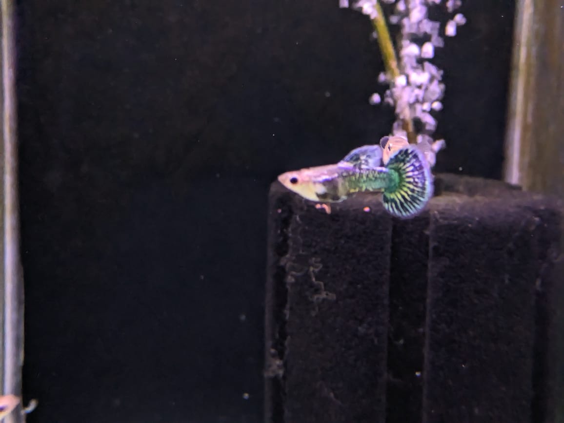 Blue dragon guppy (1)