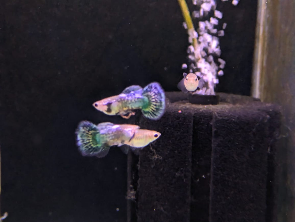 Blue dragon guppy (2)