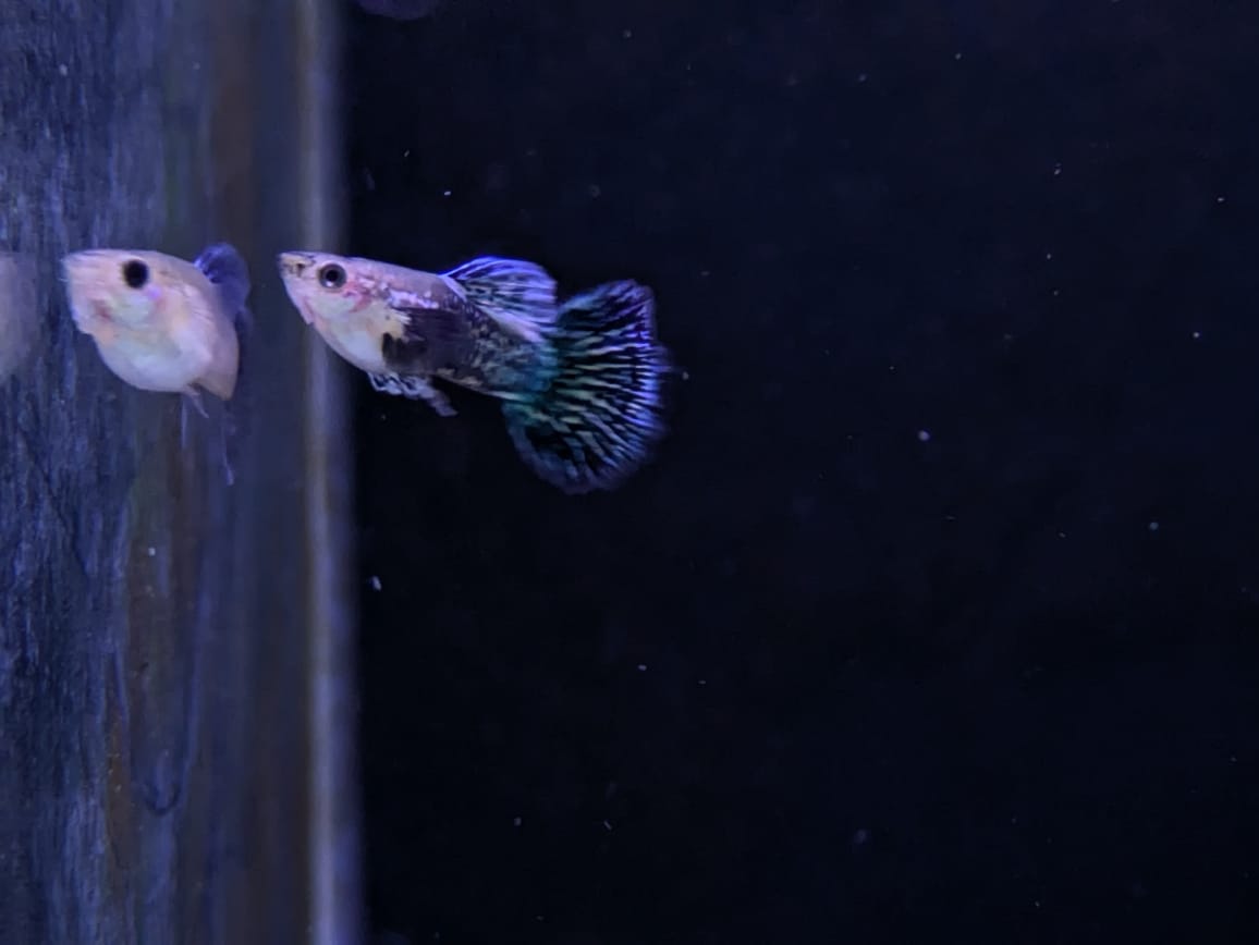 Blue dragon guppy (3)