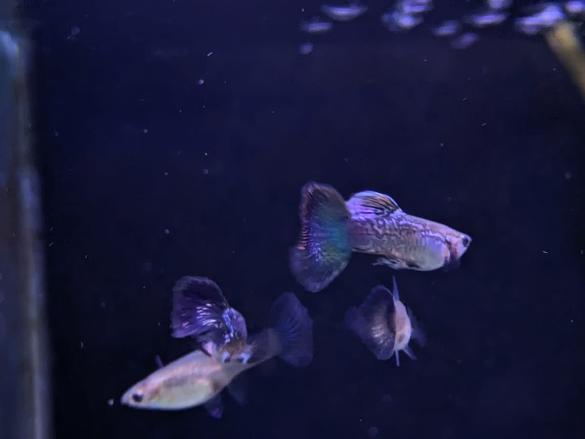 Blue dragon guppy (4)