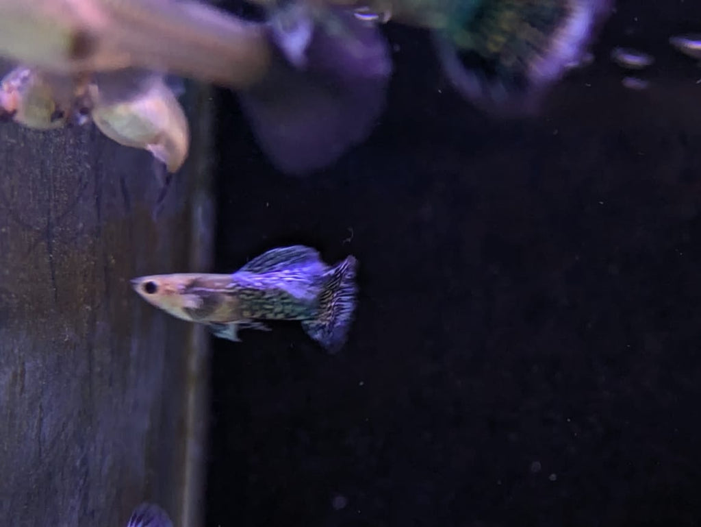 Blue dragon guppy (5)