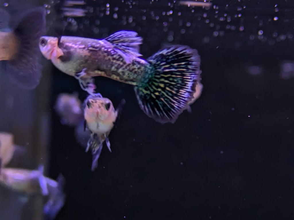 Blue dragon guppy (6)