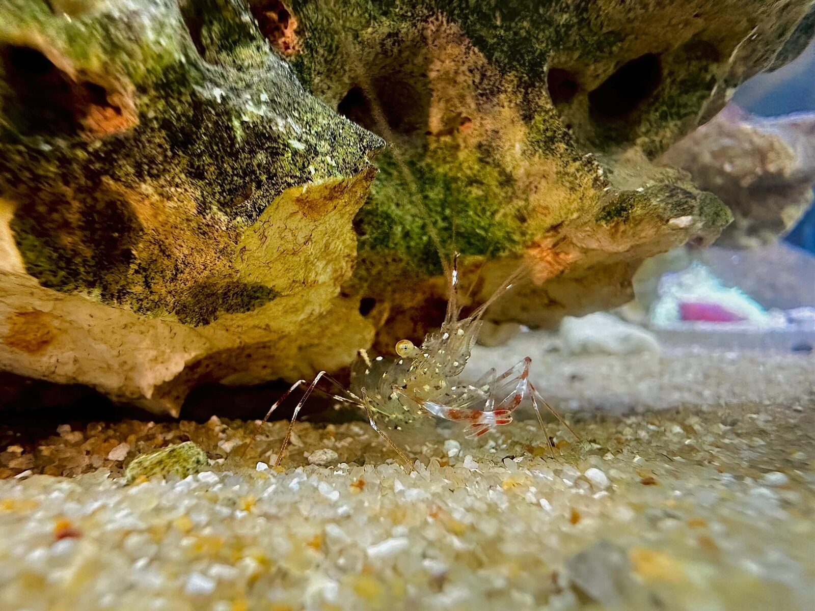 Peaccock1 shrimp