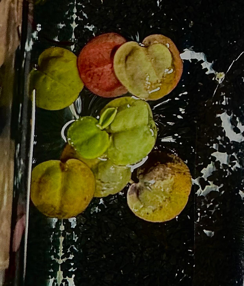 Red root floaters (1)