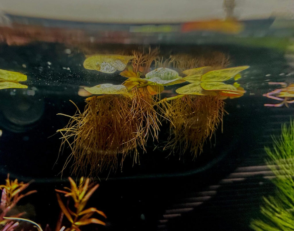 Red root floaters (2)