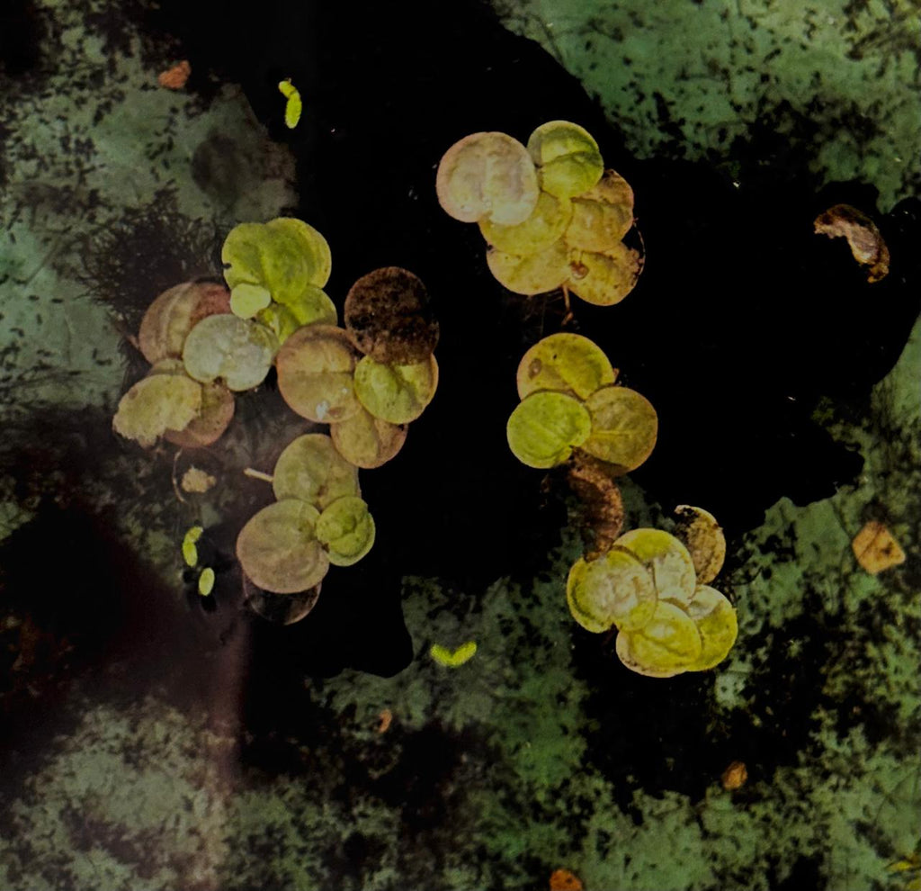 Red root floaters (3)