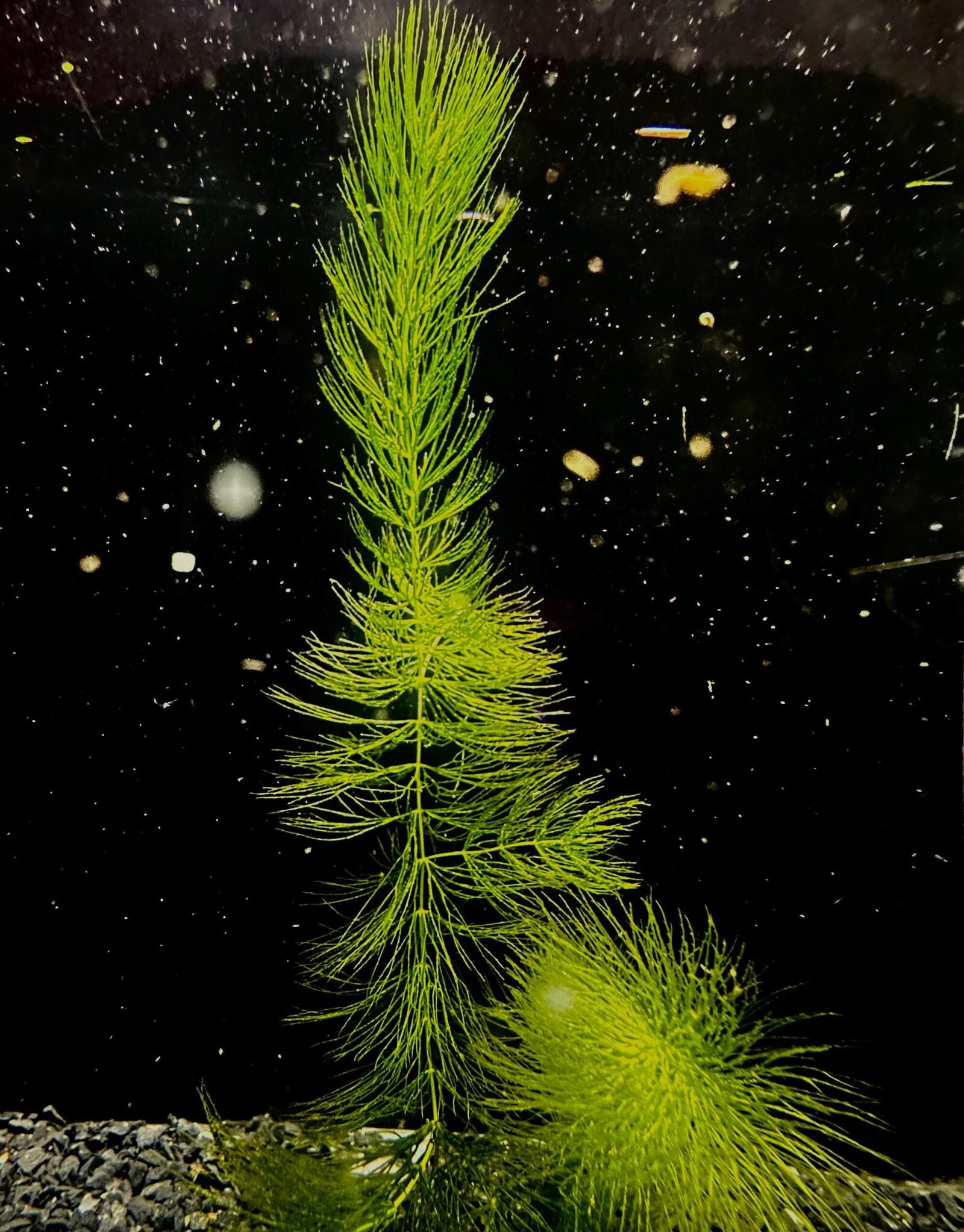 foxtail aquarium plant Foxtail Floating Plant