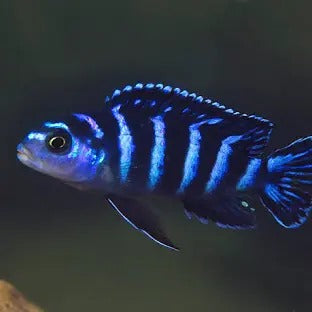 Demasoni cichlid