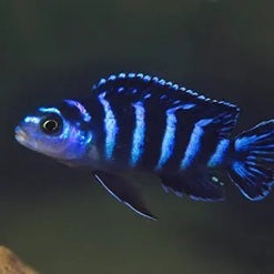 Demasoni cichlid_pic