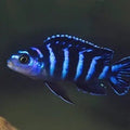 Demasoni cichlid_pic