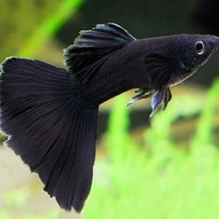 Black Guppy_main