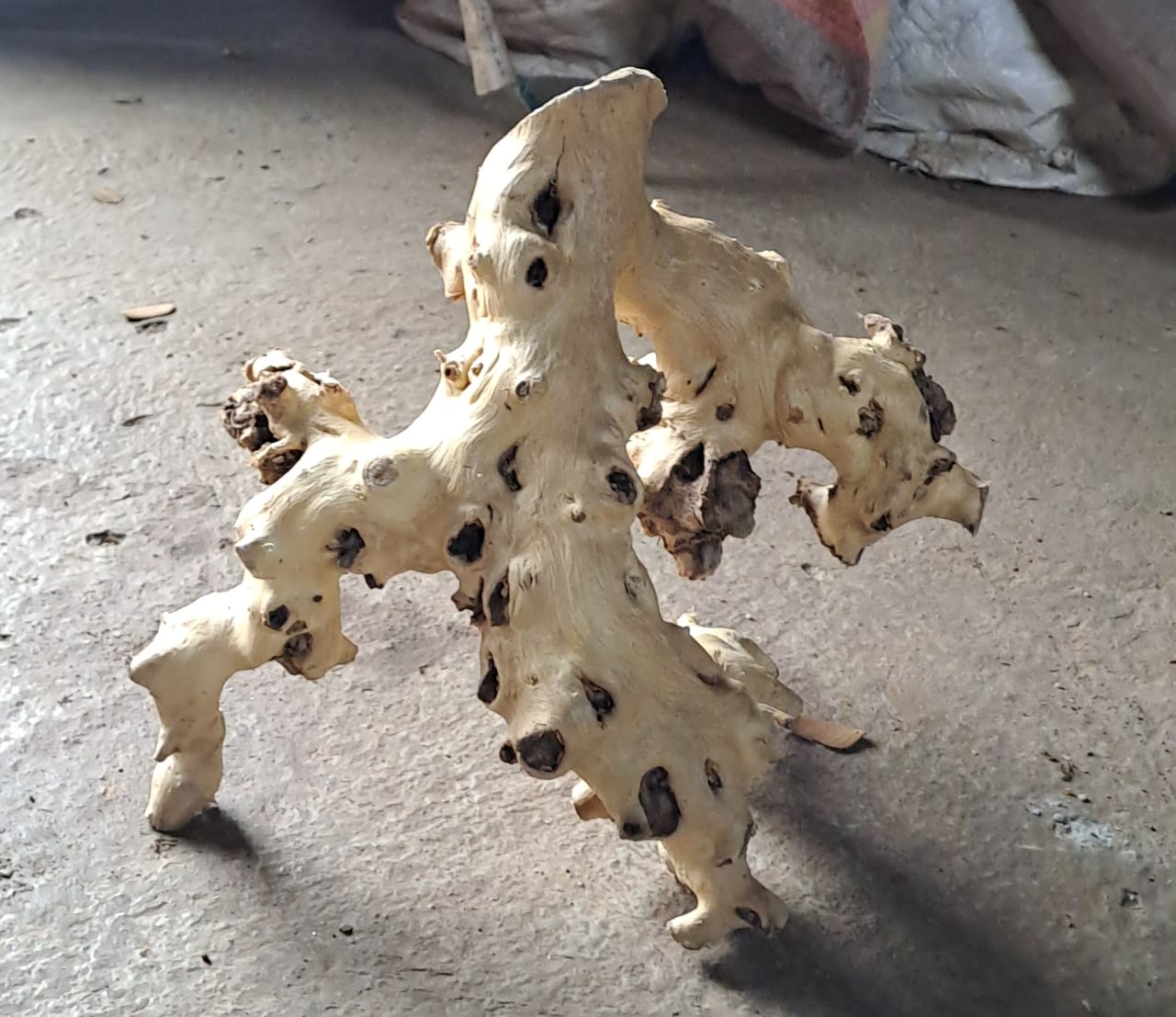 Coral wood (1)
