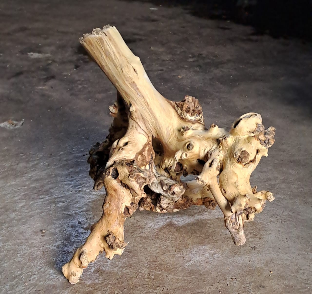 Coral wood (6)