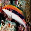 Skunk Grouper_main