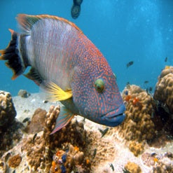 Triple tail -main
