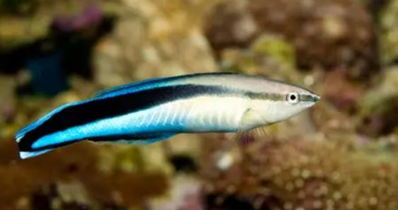 Dr wrasse