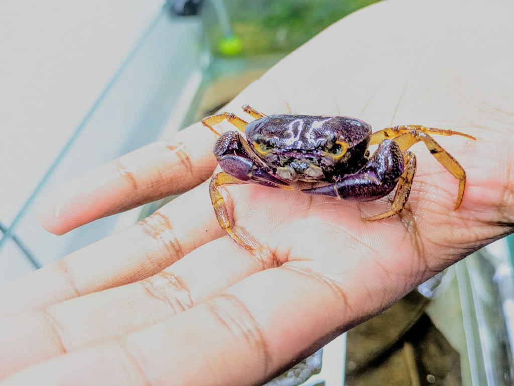New pic _purplr(4)