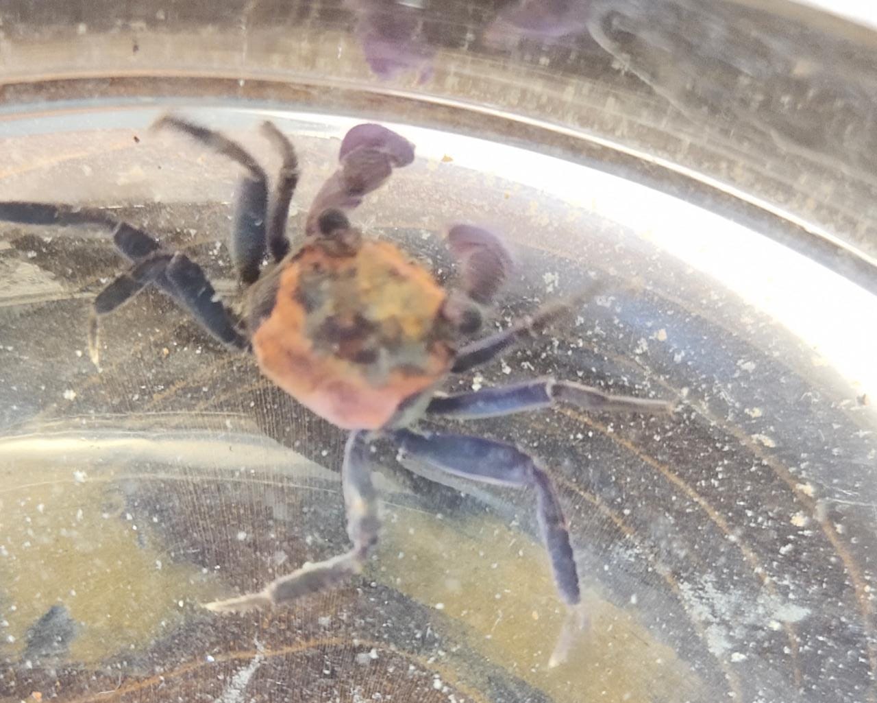 Red Carnival Crabs