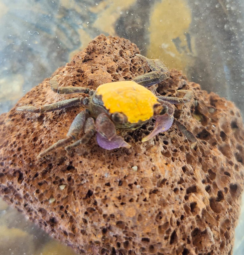 Red Carnival Crabs