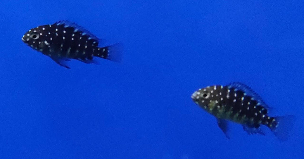 Spotted Duboisi Cichlid