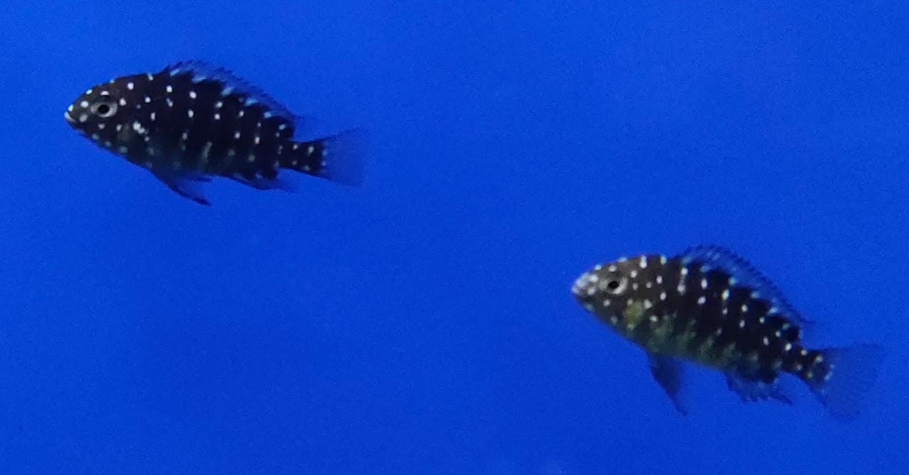 Spotted Duboisi Cichlid